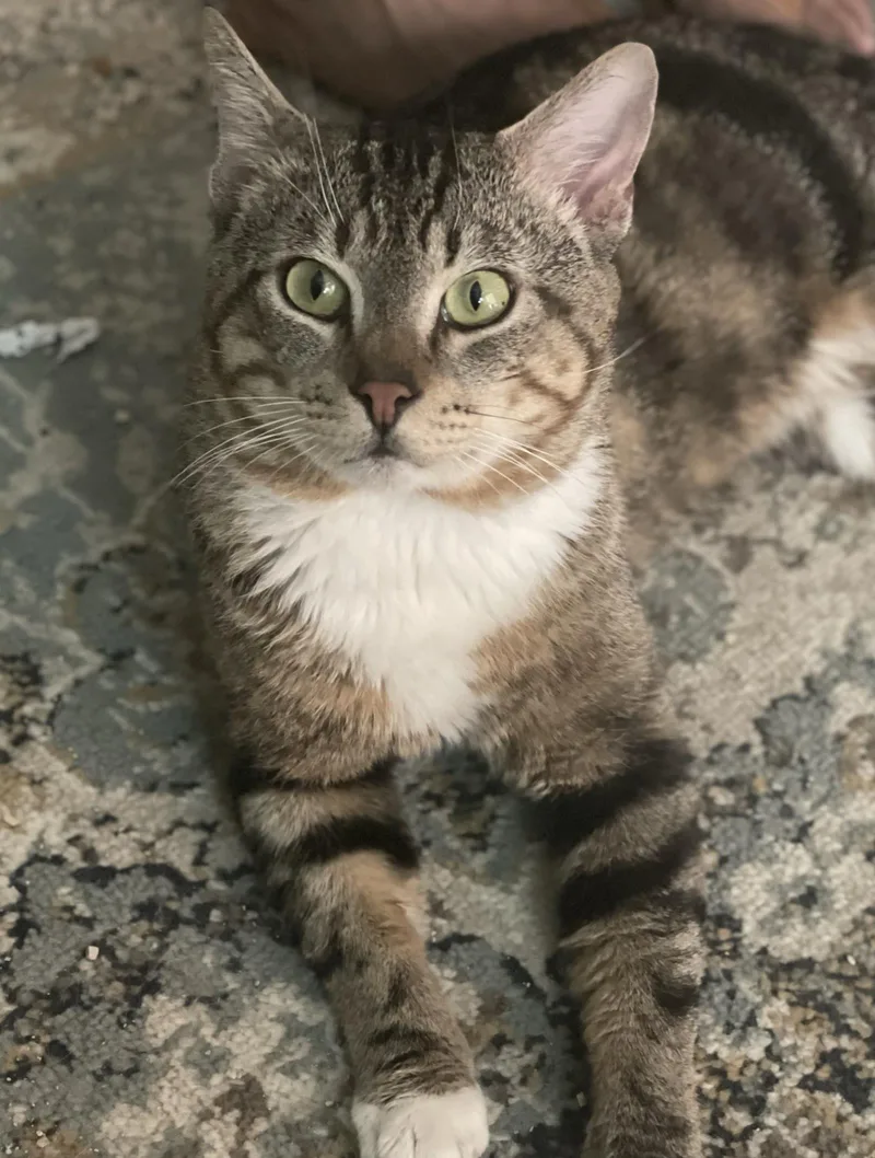 An adult large-sized male Brown / Chocolate Domestic Short Hair cat named Lou for adoption in La Jolla, CA