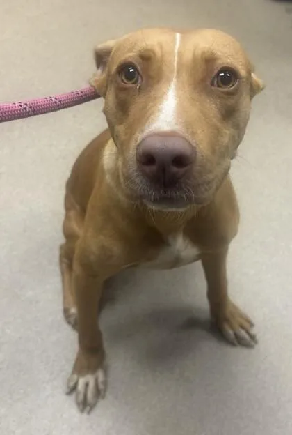 An adult medium-sized male Mixed Breed dog named Zev for adoption in Chamblee, GA