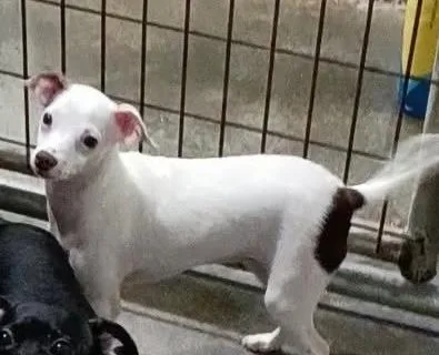 A baby small-sized female Chihuahua dog named Curley for adoption in Hobart, IN