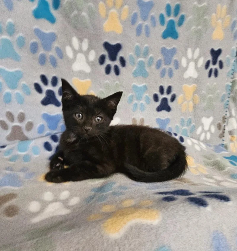 A baby small-sized female Domestic Short Hair cat named Brenda for adoption in Wabash, IN