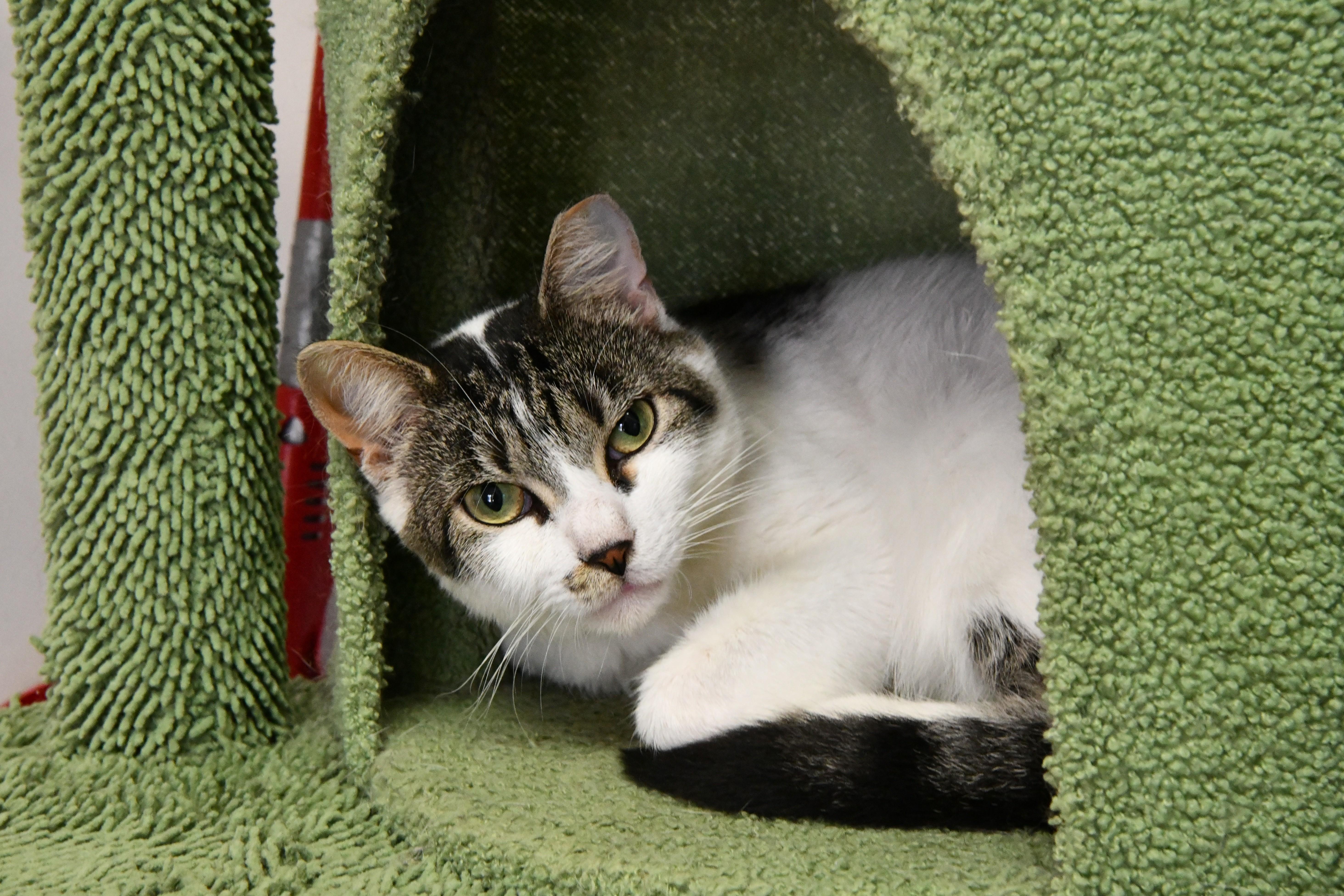 An adult medium-sized male Tabby (Buff / Tan / Fawn) Domestic Short Hair cat named Kiki for adoption in Fairhope, AL