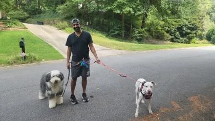 An adult large-sized male Mixed Breed dog named Brumby for adoption in Chamblee, GA