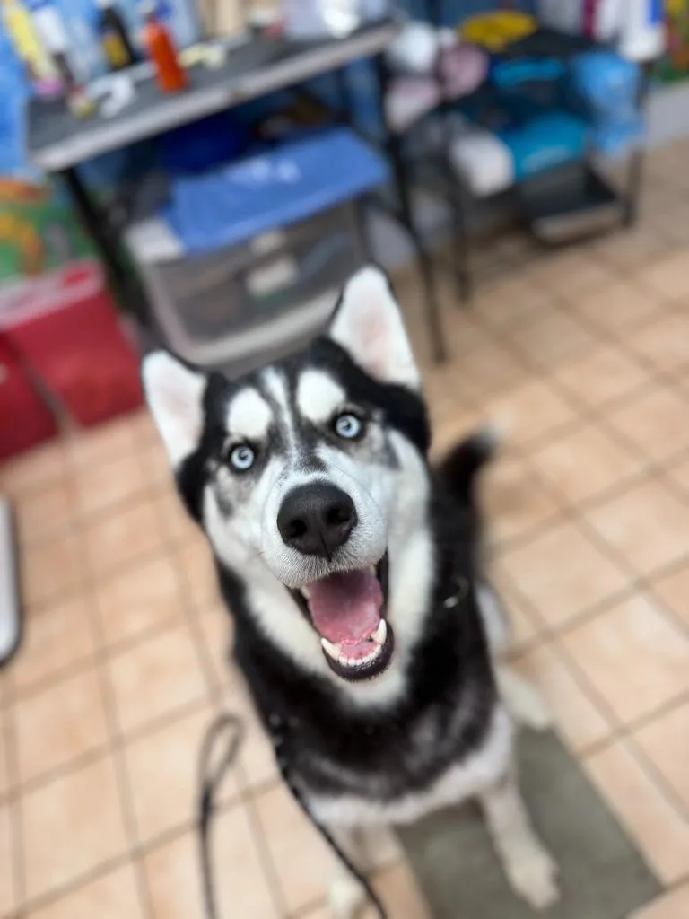 A young large-sized male Mixed Breed dog named Loki for adoption in Hyde Park, NY