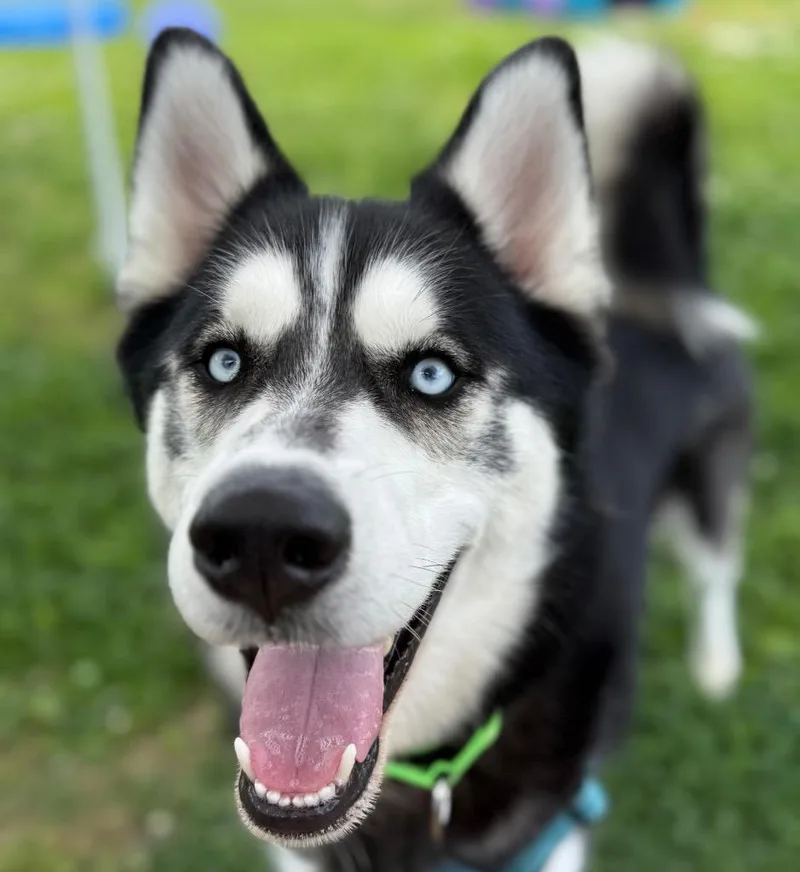 Loki thumbnail 2