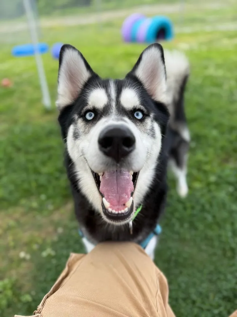 Loki thumbnail 4