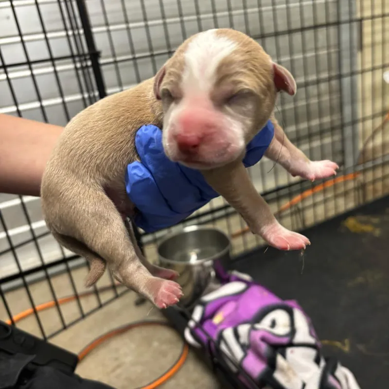 A baby medium-sized male Yellow / Tan / Blond / Fawn Mixed Breed dog named Limburger for adoption in Springboro, OH