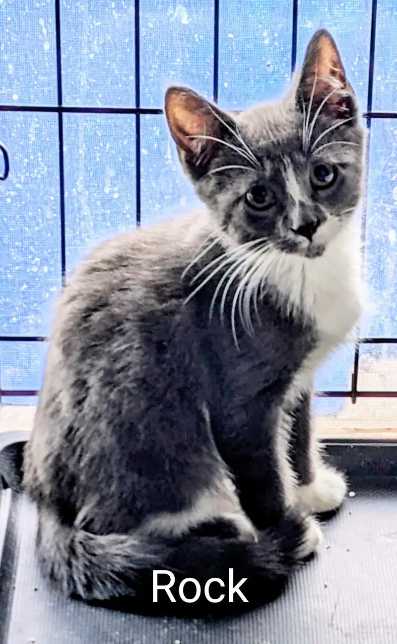 A young medium-sized male Gray & White Domestic Short Hair cat named Rock for adoption in Binghamton, NY
