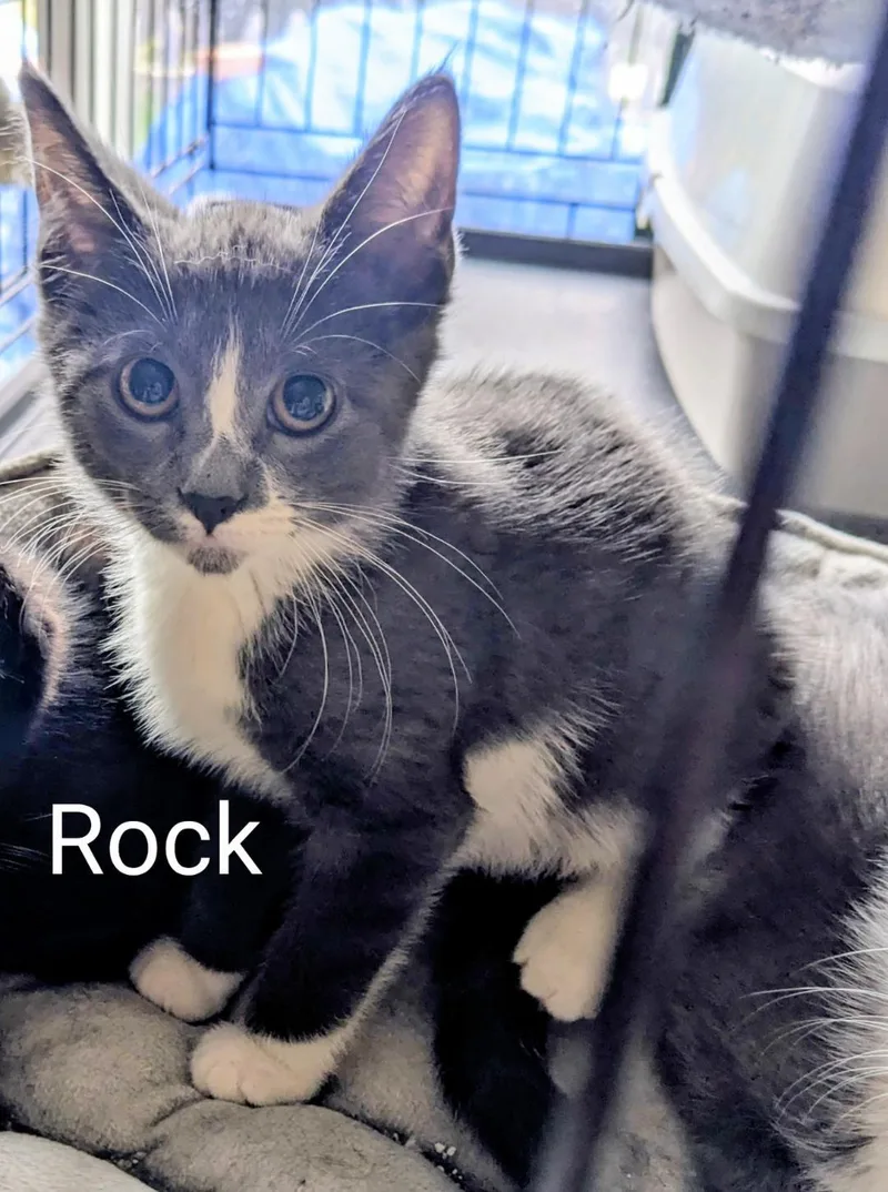 Rock thumbnail 3