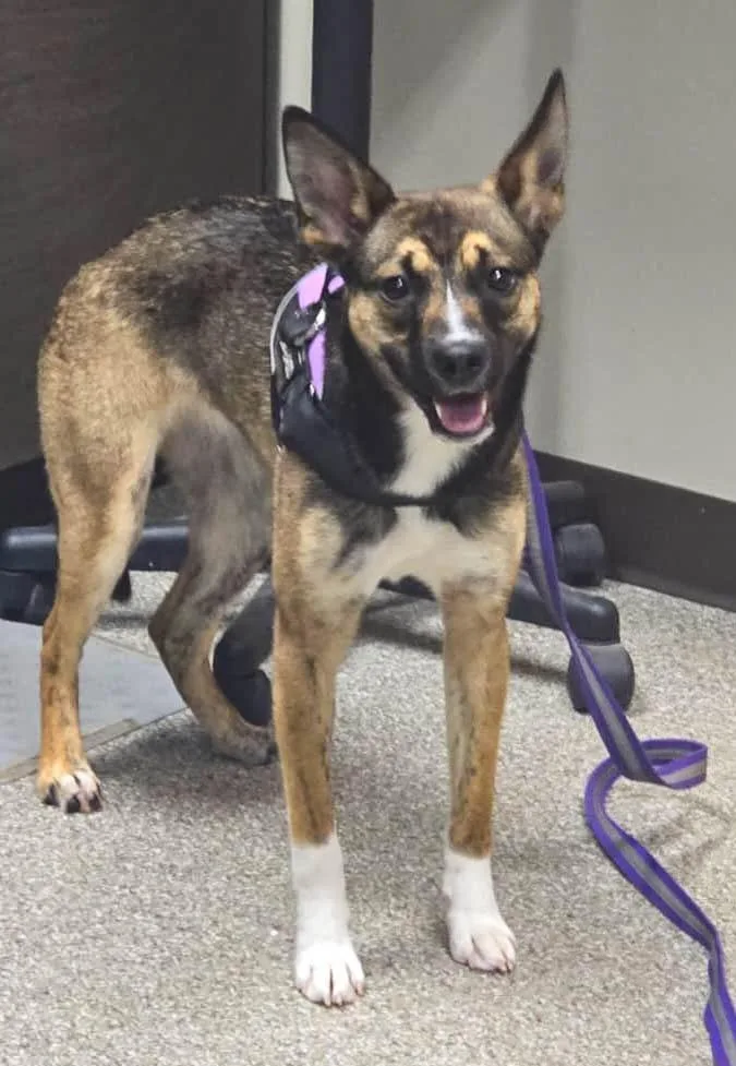A baby small-sized female Husky dog named Juno for adoption in Spooner, WI