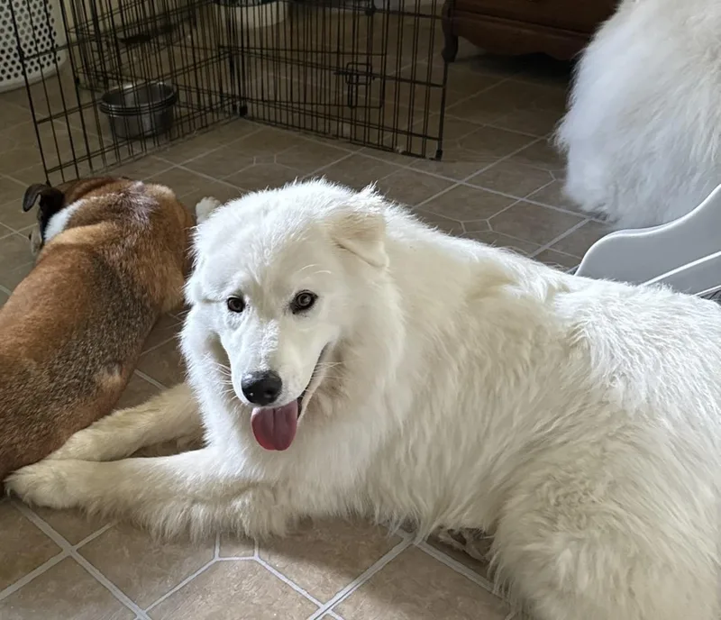 A young large-sized male Samoyed dog named Maika for adoption in Saint Charles, MO