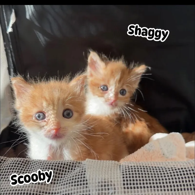 Shaggy