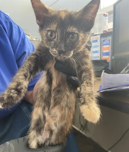 A baby medium-sized female Domestic Short Hair cat named Anissa for adoption in Dallas, TX