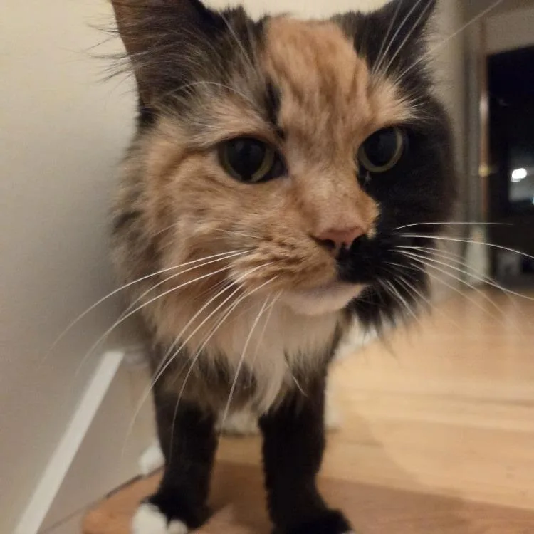A senior medium-sized female Calico Domestic Medium Hair cat named Abby Cabby for adoption in Baltimore, MD