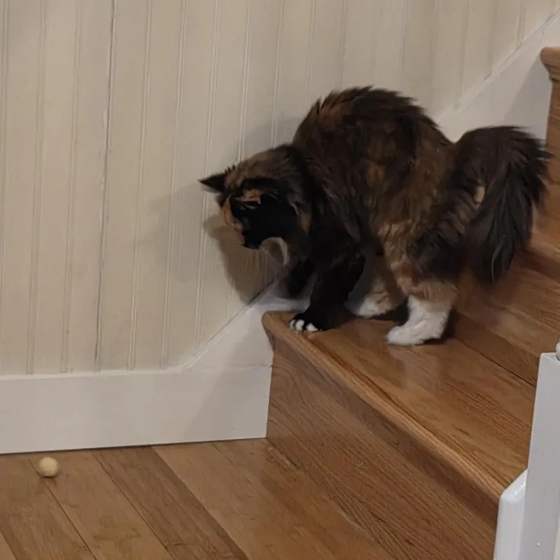 Abby Cabby thumbnail 3