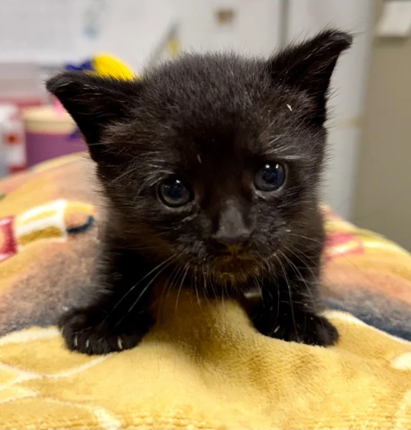 A baby small-sized male Domestic Short Hair cat named Canyon for adoption in Ewing, NJ