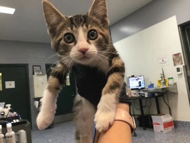 A baby small-sized female Domestic Short Hair cat named Tulip for adoption in Thousand Palms, CA