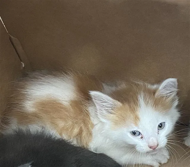 A baby medium-sized male Domestic Short Hair cat named Simba for adoption in Dallas, TX