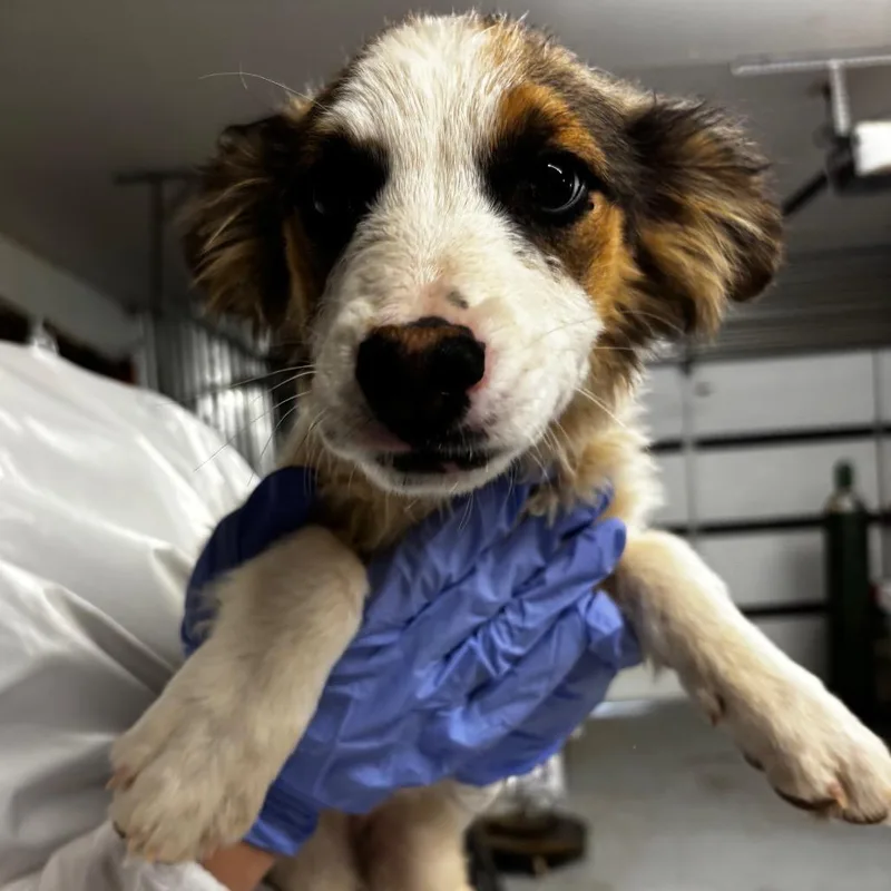 A baby small-sized female White / Cream Mixed Breed dog named Terry for adoption in Moab, UT