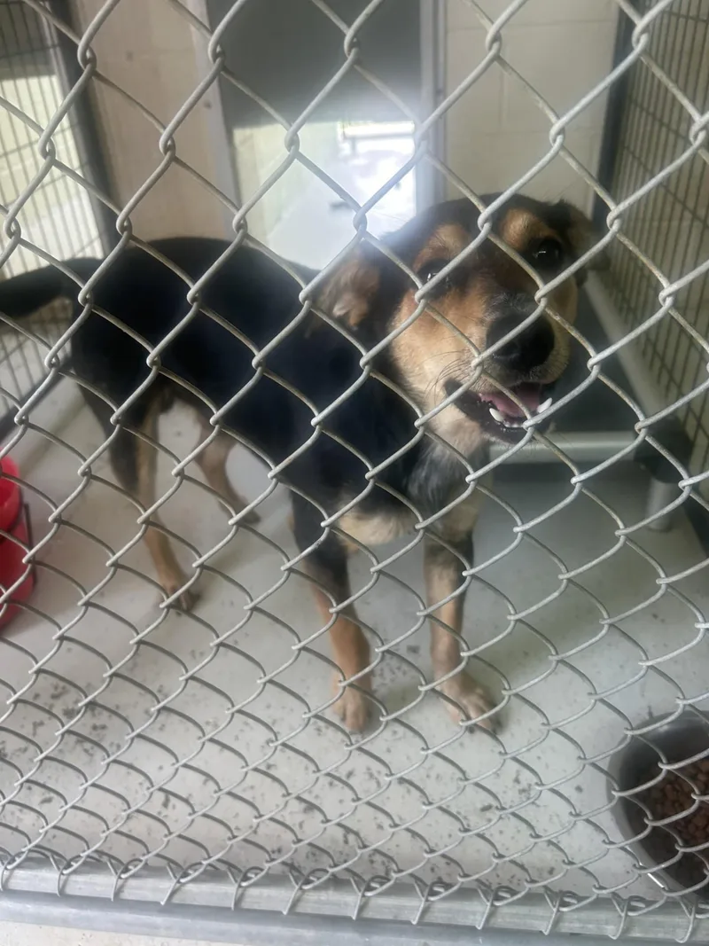 A young medium-sized male Tricolor (Brown, Black, & White) Treeing Walker Coonhound dog named Angus for adoption in Mount Sterling, KY