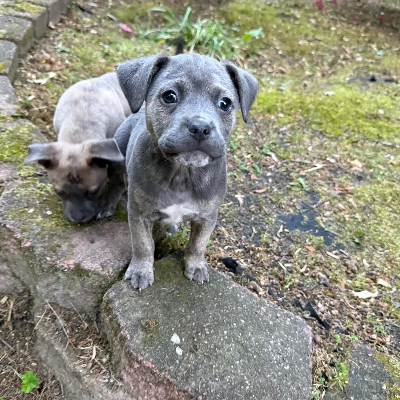 A baby medium-sized male Brown / Chocolate Mixed Breed dog named Sonny for adoption in Fredericksburg, VA
