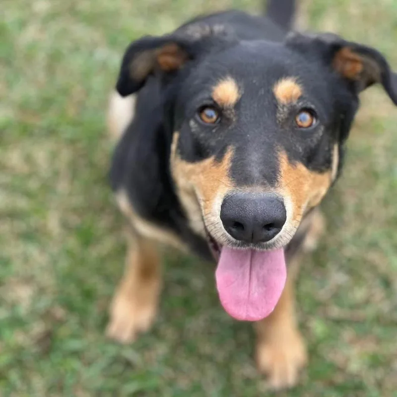 An adult large-sized female Black Shepherd dog named Myrtle for adoption in New Orleans, LA