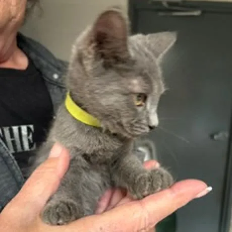 A baby small-sized female Gray / Blue / Silver Domestic Short Hair cat named Iris for adoption in League City, TX