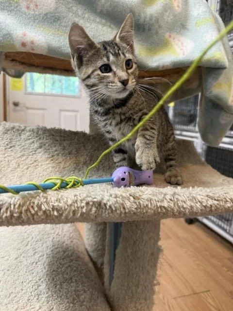 A baby medium-sized female Tabby (Brown / Chocolate) Domestic Short Hair cat named Olive for adoption in Millerstown, PA