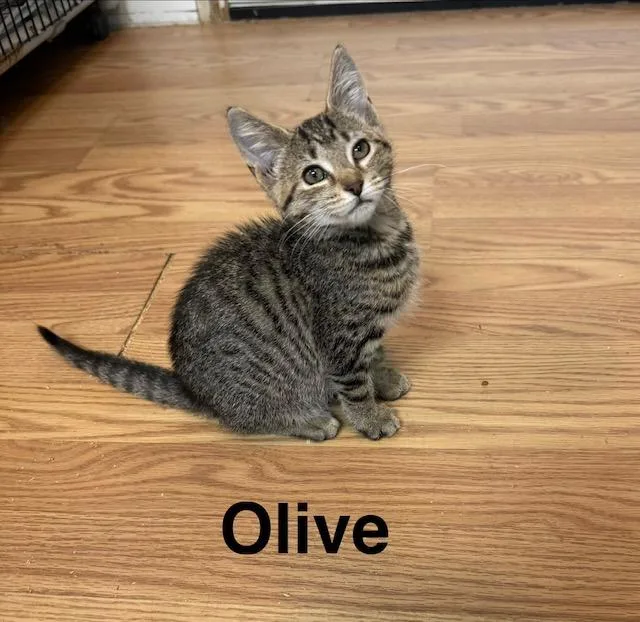 Olive thumbnail 5