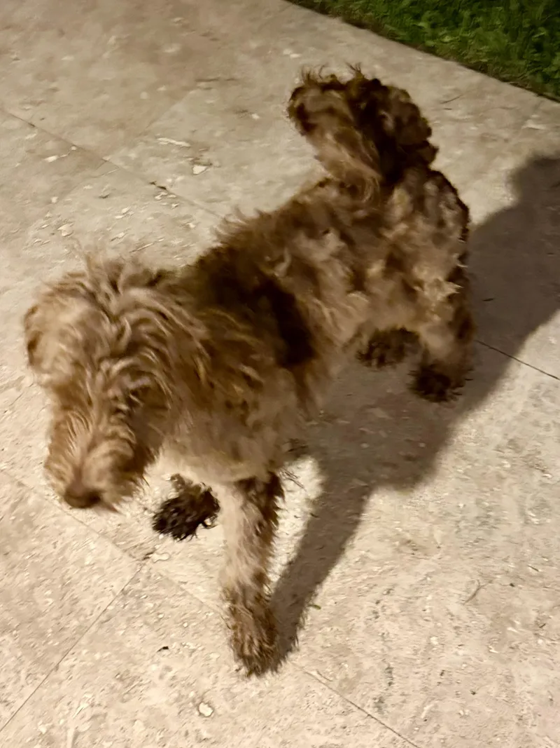A baby medium-sized male Merle (Red) Labradoodle dog named Hypoallergenic Labradoodle Puppy Boy for adoption in Boca Raton, FL
