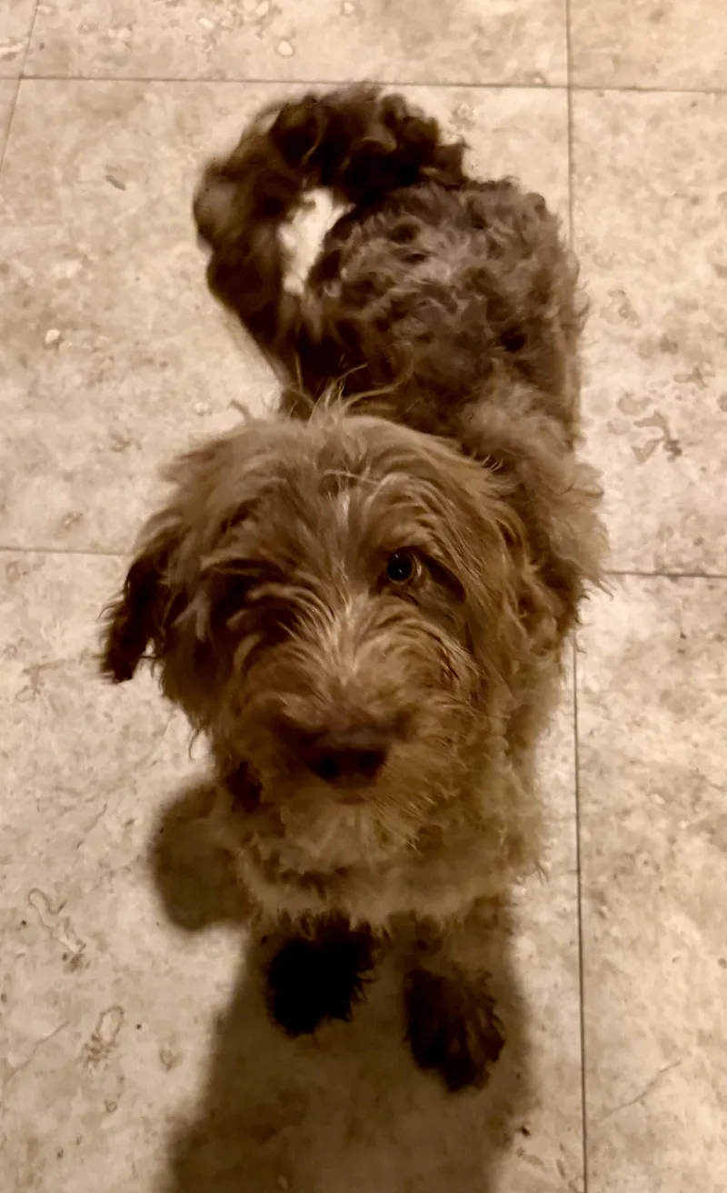 Hypoallergenic Labradoodle Puppy Boy thumbnail 2