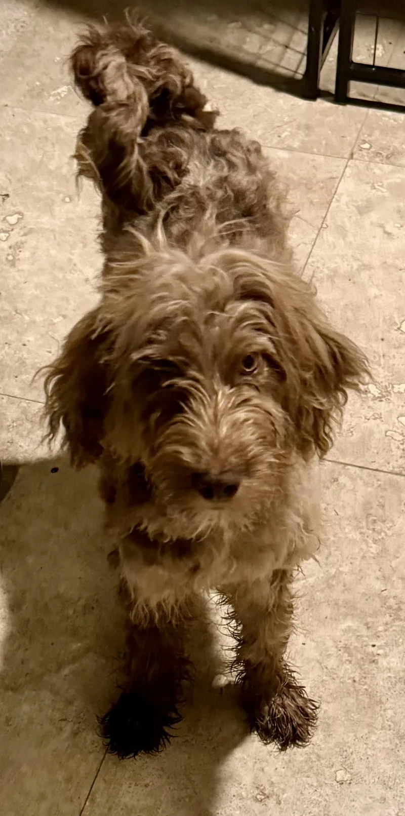 Hypoallergenic Labradoodle Puppy Boy thumbnail 3
