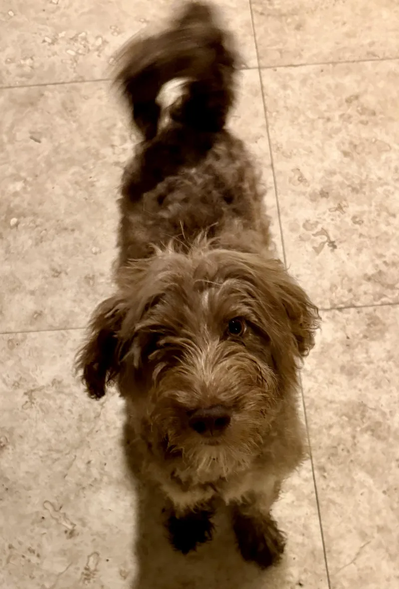 Hypoallergenic Labradoodle Puppy Boy thumbnail 4