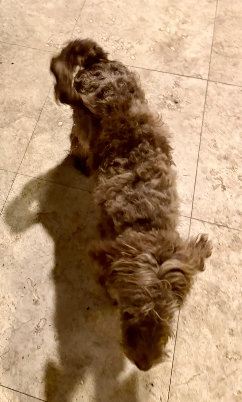 Hypoallergenic Labradoodle Puppy Boy thumbnail 5