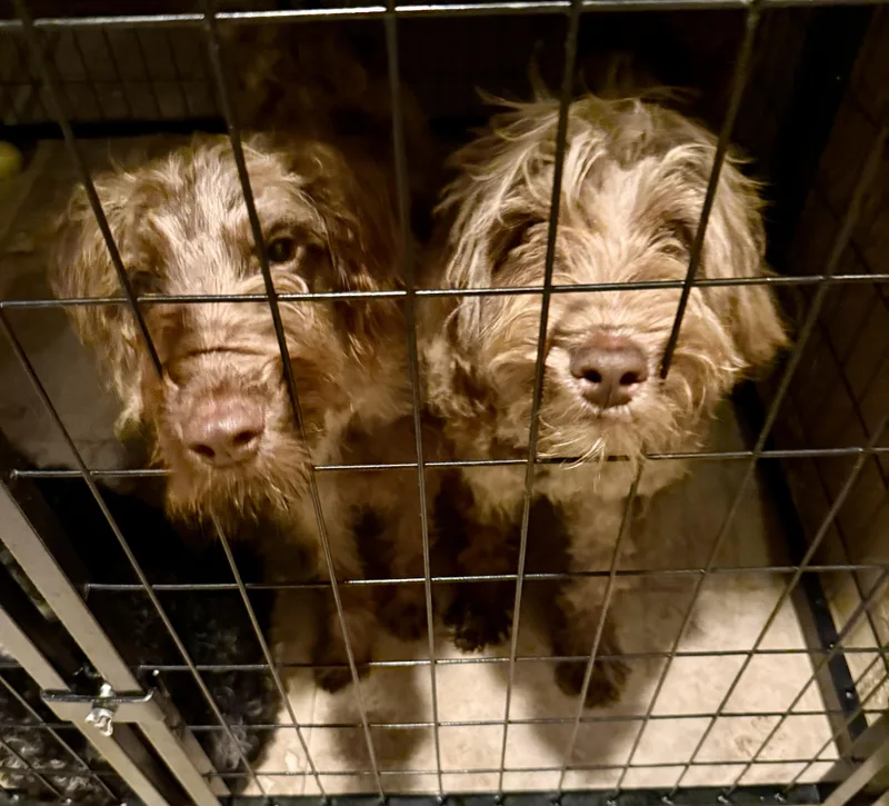 Hypoallergenic Labradoodle Puppy Boy thumbnail 6