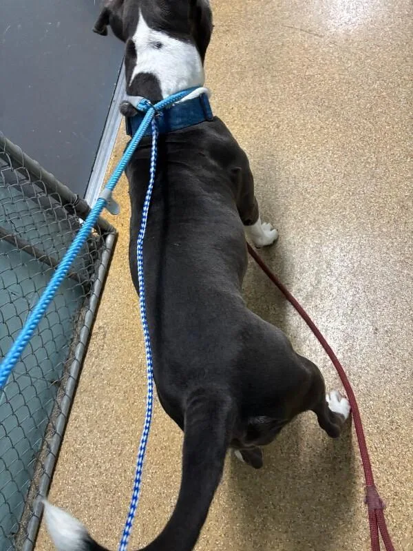 An adult large-sized female Gray / Blue / Silver Mixed Breed dog named Lady Luna for adoption in Cincinnati, OH