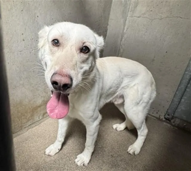 A young large-sized male Labrador Retriever dog named Lilo for adoption in San Bernardino, CA