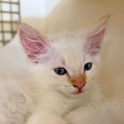 A baby small-sized female Cream Point Siamese cat named Lily for adoption in Woodland Hills, CA