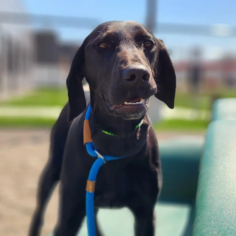 Georgetta thumbnail 2