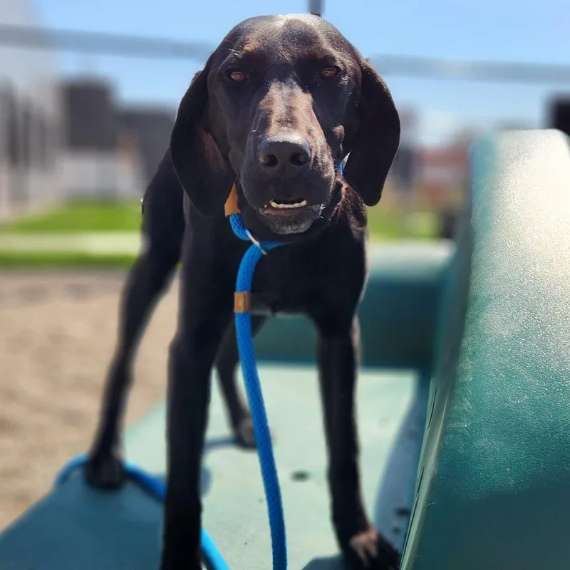 A young medium-sized female Black German Shorthaired Pointer dog named Georgetta for adoption in Fort Wayne, IN