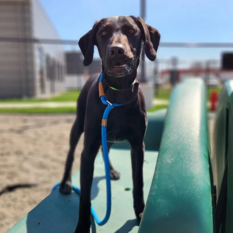 Georgetta thumbnail 3