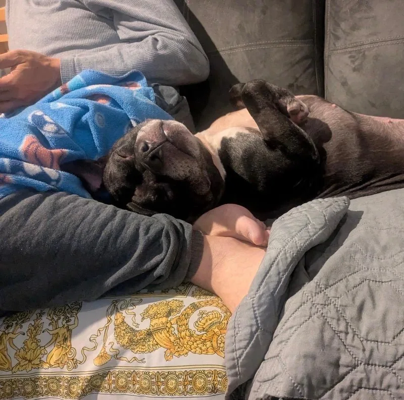 An adult medium-sized male Mixed Breed dog named Cobra Kai for adoption in New York, NY