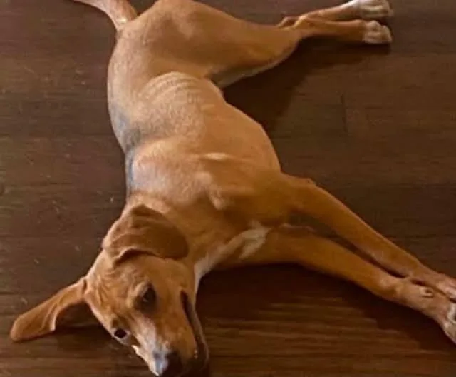 An adult medium-sized female Coonhound dog named Socks for adoption in Grand Prairie, TX