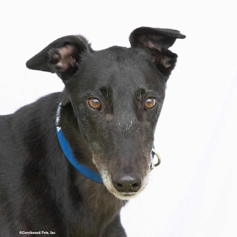 An adult large-sized male Greyhound dog named Jasper for adoption in Woodinville, WA