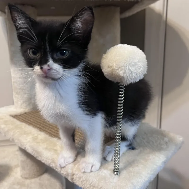 Oreo