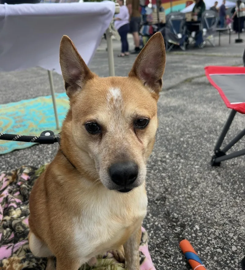 An adult medium-sized male Apricot / Beige Mixed Breed dog named Scooter for adoption in Belleville, IL