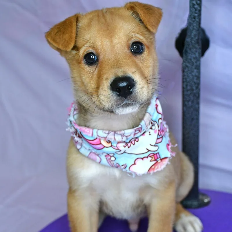 A baby small-sized female Yellow / Tan / Blond / Fawn Husky dog named Lemon Pepper for adoption in Beaumont, TX