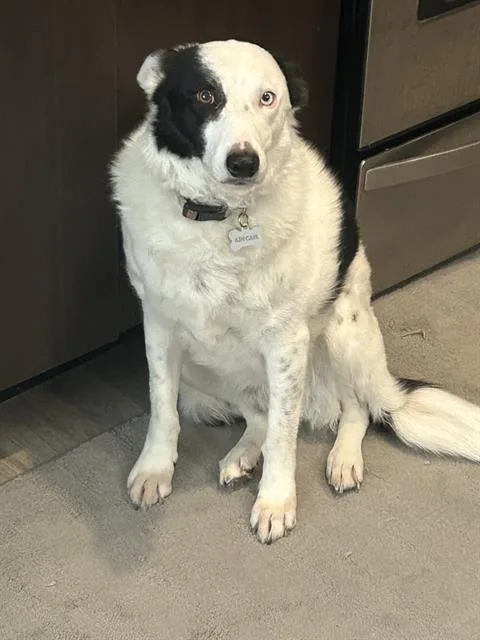 An adult large-sized female Border Collie dog named Abigail for adoption in San Antonio, TX