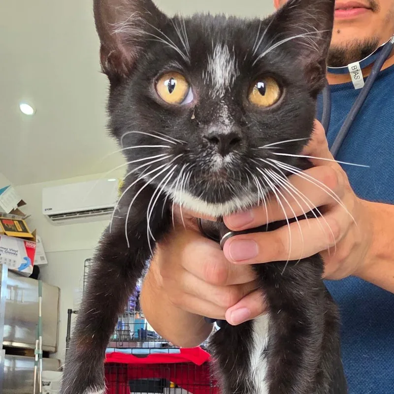 A baby small-sized male Black Domestic Short Hair cat named Russell Colter for adoption in Chapel Hill, NC