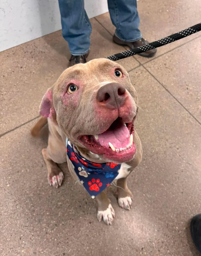 An adult large-sized male Pit Bull Terrier dog named Mr. Wiggles for adoption in Mesa, AZ
