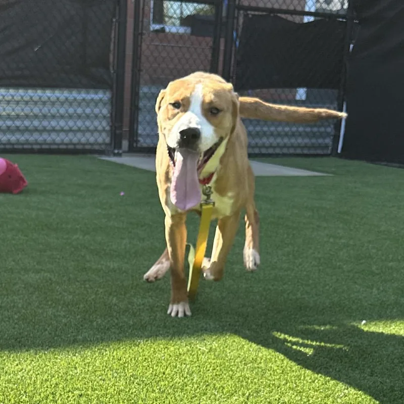 An adult medium-sized male Yellow / Tan / Blond / Fawn Mixed Breed dog named Pumpkin Surprise for adoption in Pittsburgh, PA
